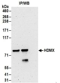 Goat HdmX/MDM4 Antibody
