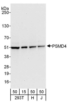 Rabbit anti-PSMD4 Antibody
