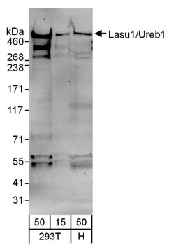 Goat Lasu1/Ureb1 Antibody