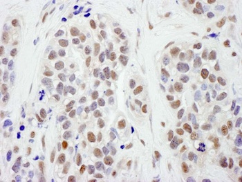 Goat SMC1 Antibody