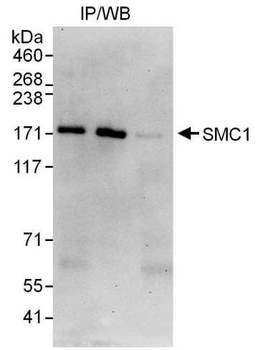 Goat SMC1 Antibody