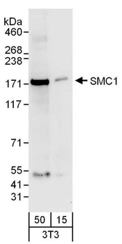 Goat SMC1 Antibody