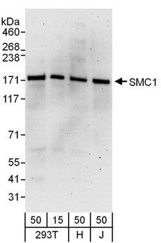 Goat SMC1 Antibody