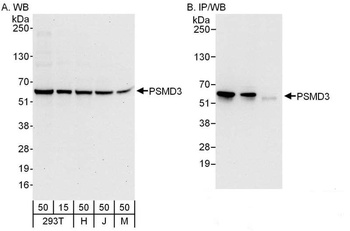 Rabbit PSMD3 Antibody