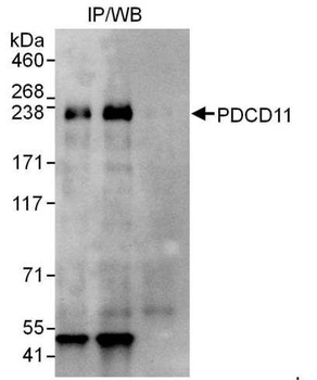 Rabbit PDCD11 Antibody