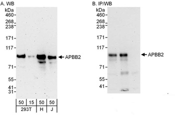 Rabbit APBB2 Antibody