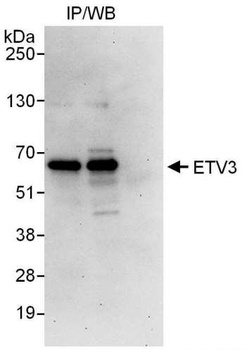 Rabbit anti-ETV3 Antibody
