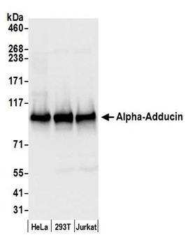 Rabbit anti-Alpha-Adducin Antibody