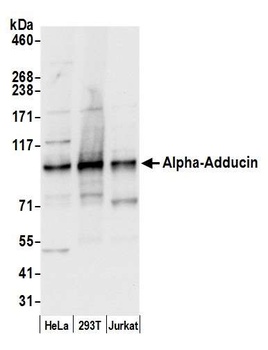 Rabbit anti-Alpha-Adducin Antibody