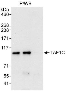 Rabbit TAF1C Antibody