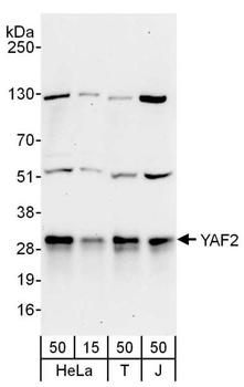 Rabbit YAF2 Antibody