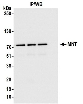 Rabbit MNT Antibody