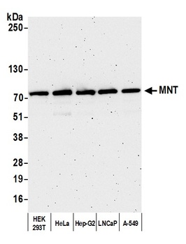 Rabbit MNT Antibody