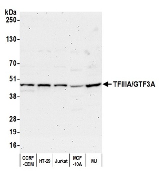 Rabbit TFIIIA/GTF3A Antibody