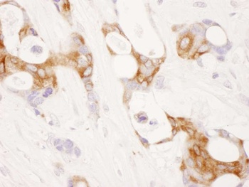 Rabbit COX-2 Antibody