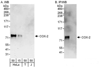 Rabbit COX-2 Antibody