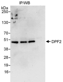 Rabbit DPF2 Antibody