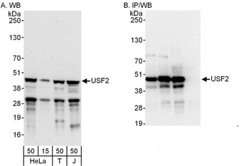 Rabbit USF2 Antibody