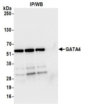 Rabbit GATA4 Antibody