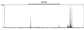Rabbit GR Antibody