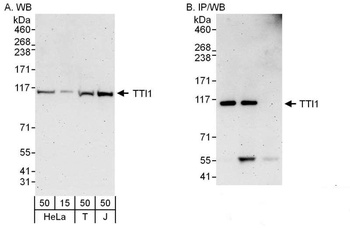 Rabbit anti-TTI1 Antibody