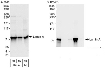 Rabbit anti-Lamin-A Antibody