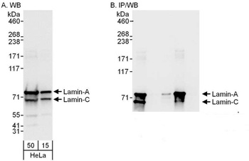 Rabbit anti-Lamin-A/C Antibody