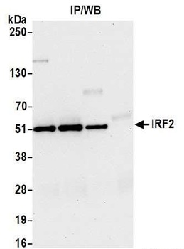 Rabbit IRF2 Antibody