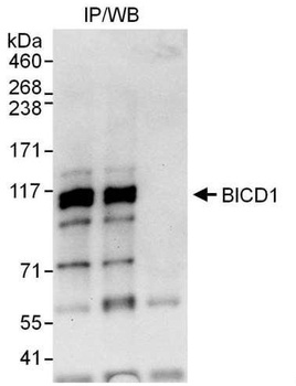 Rabbit BICD1 Antibody