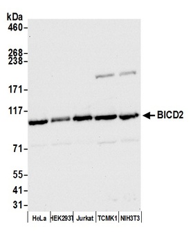 Rabbit BICD2 Antibody