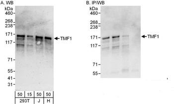 Rabbit TMF1 Antibody