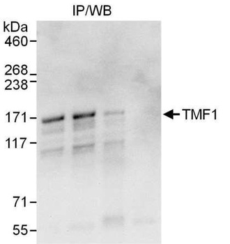 Rabbit TMF1 Antibody