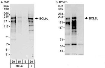 Rabbit BCL9L Antibody