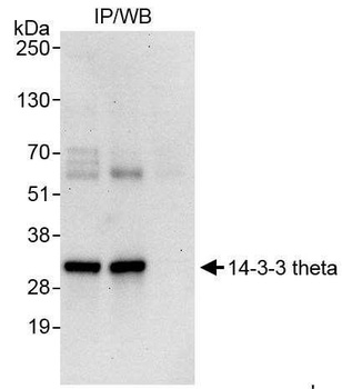 Rabbit 14-3-3 theta Antibody