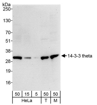 Rabbit 14-3-3 theta Antibody
