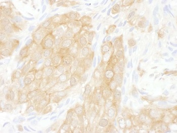 Rabbit 14-3-3 theta Antibody