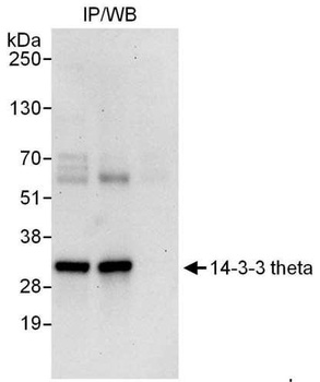 Rabbit 14-3-3 theta Antibody