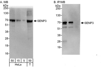 Rabbit SENP3 Antibody