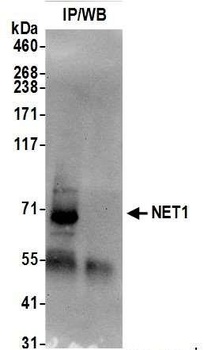 Rabbit NET1 Antibody