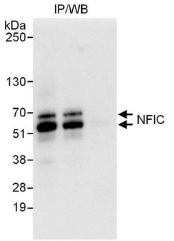 Rabbit NFIC Antibody