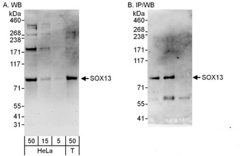 Rabbit SOX13 Antibody