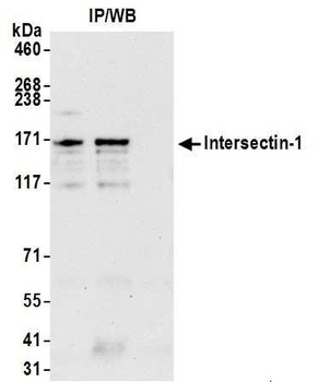 Rabbit Intersectin 1 Antibody