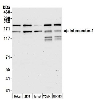 Rabbit Intersectin 1 Antibody
