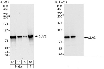 Rabbit SUV3 Antibody