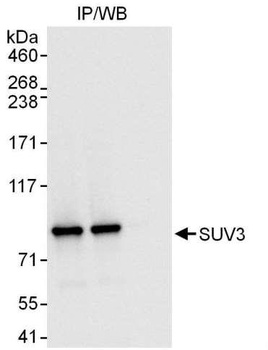 Rabbit SUV3 Antibody