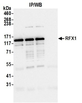 Rabbit RFX1 Antibody
