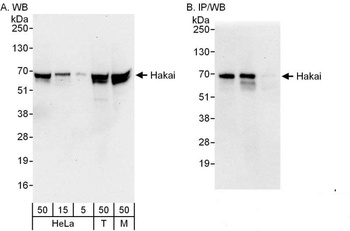 Rabbit Hakai Antibody