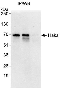 Rabbit anti-Hakai Antibody