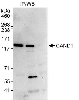 Rabbit CAND1 Antibody