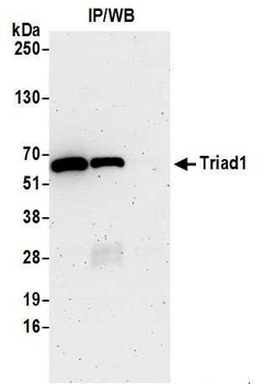 Rabbit Triad1 Antibody